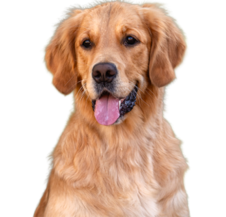 Happy Golden Retriever