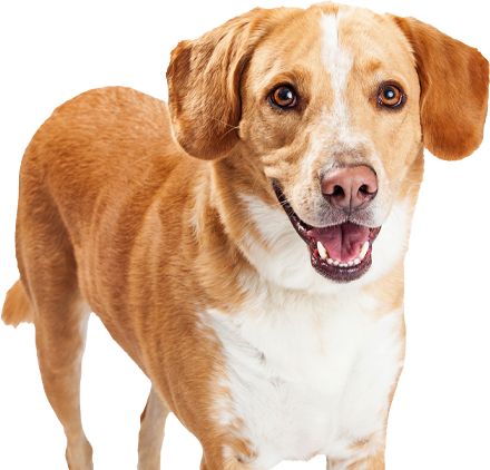 happy labrador