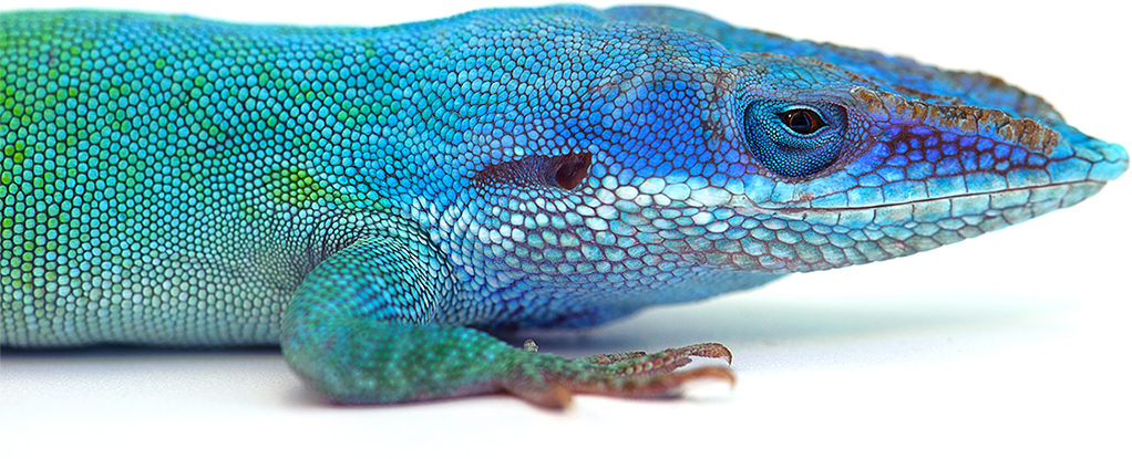 Colorful Lizard