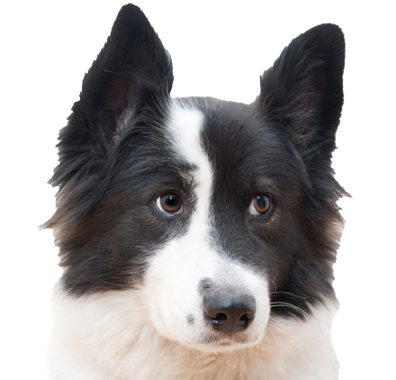 Black and white dog