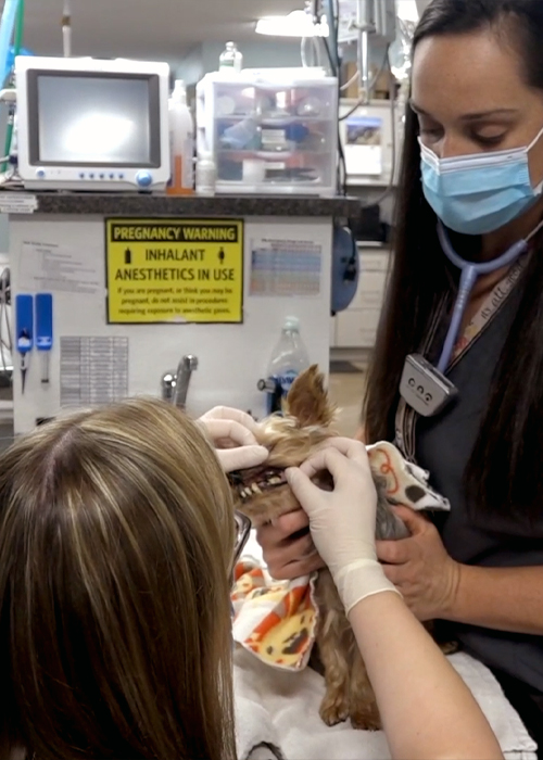 Vets examining a dog's teeth