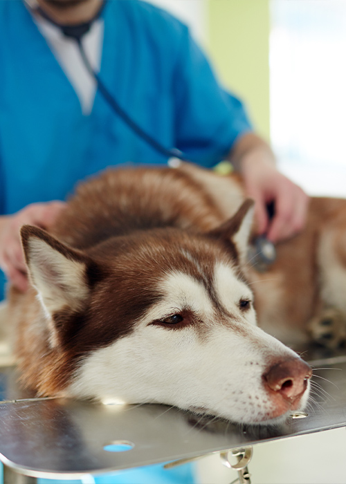 sad dog lying on vet examination table