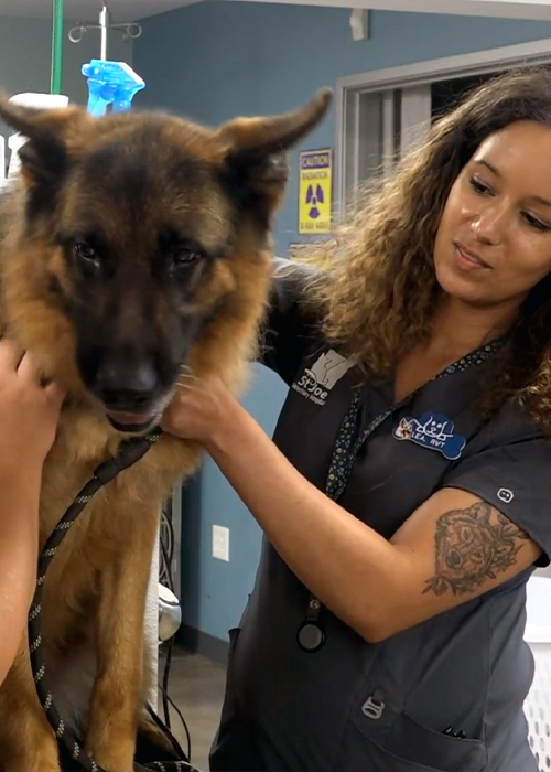 Dog being groomed by vets