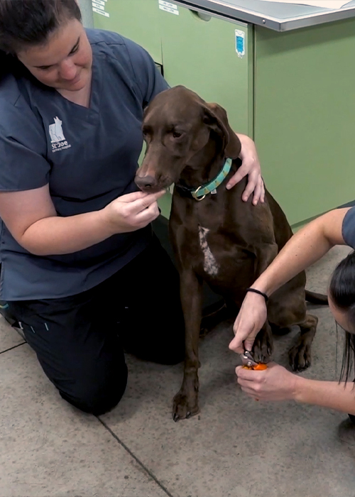 Vets giving attention to a dog