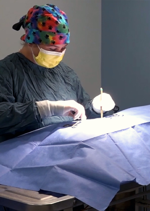 Vet performing surgery