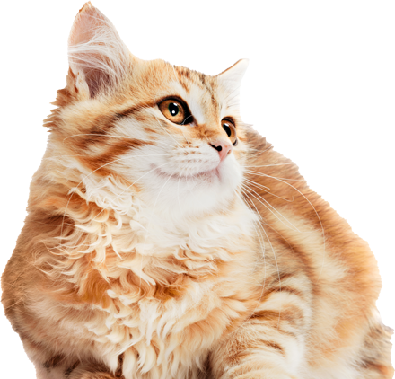 Happy Kitty Looking Up